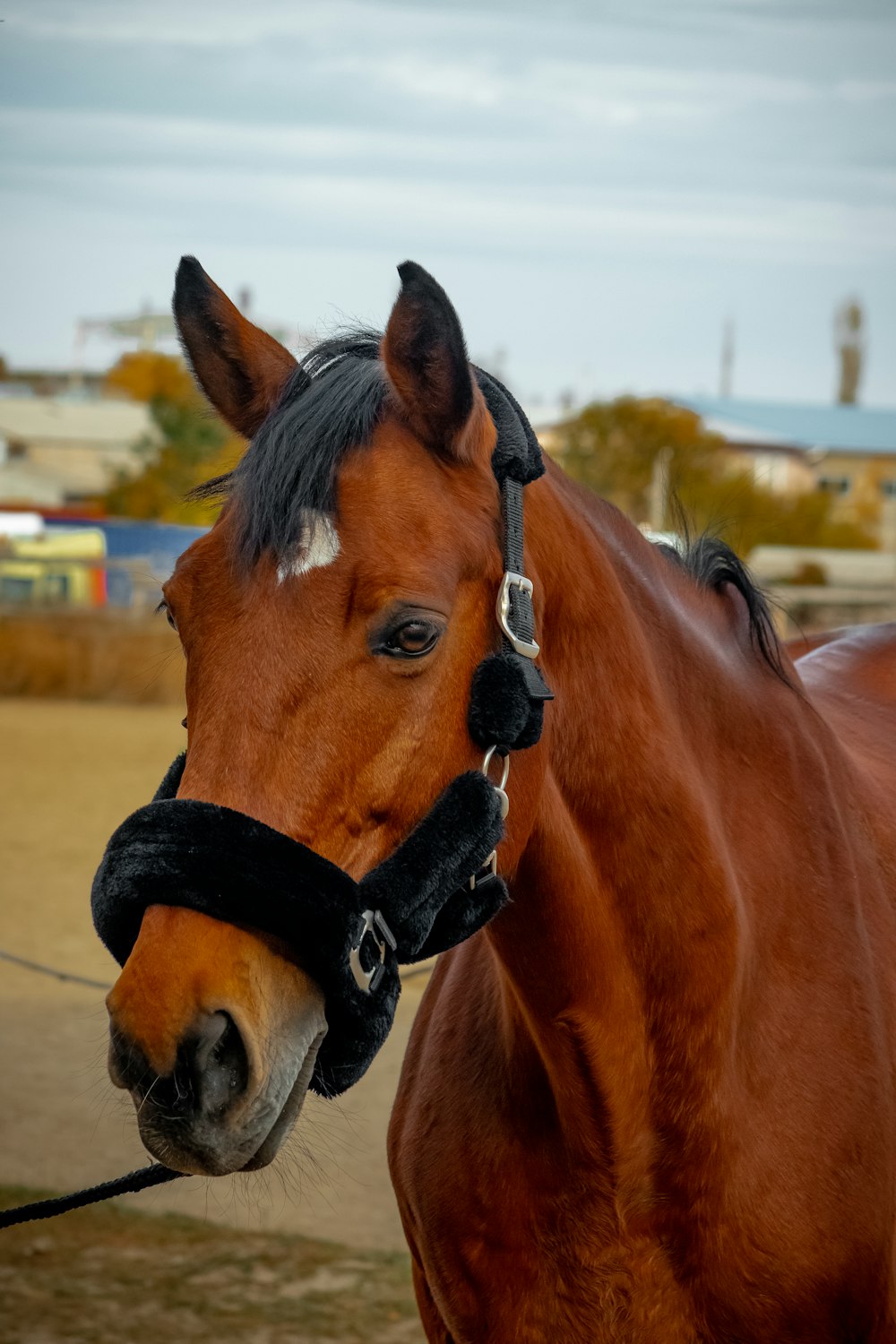 a brown horse with a black bridle on it's head