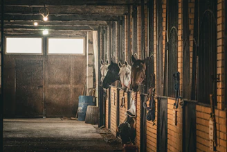 two horses in a stable with their heads in the stalls