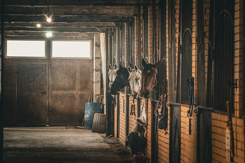 two horses in a stable with their heads in the stalls