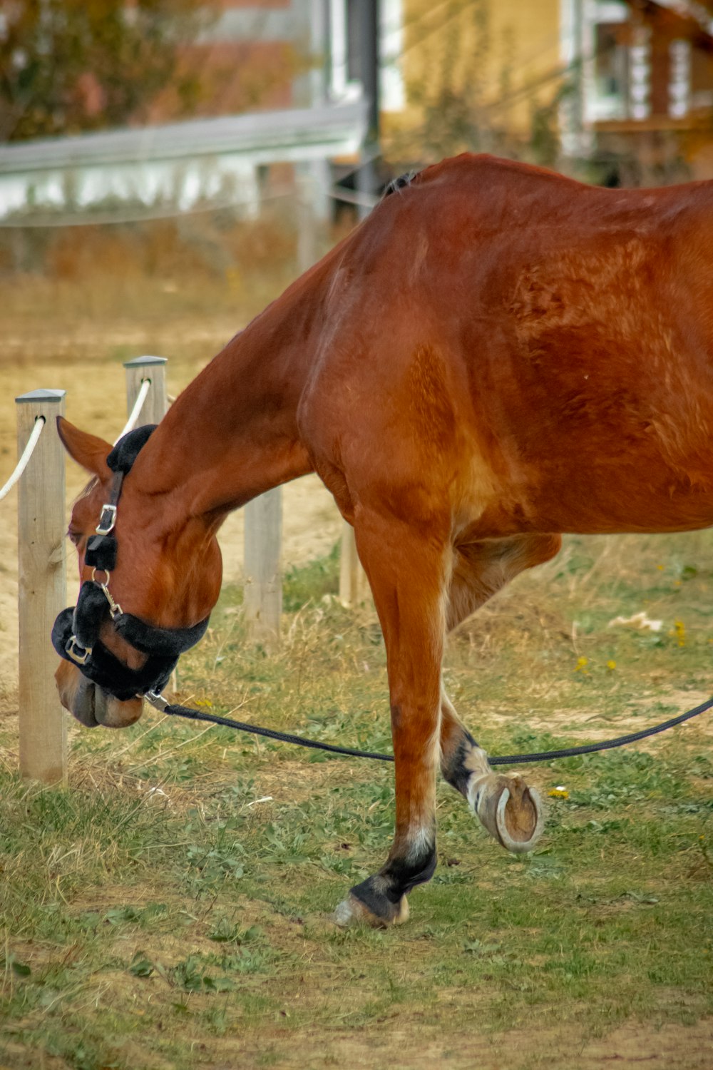 a brown horse standing on top of a lush green field