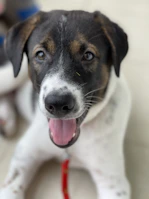 Close-up of a joyful puppy wagging its tail with excitement.