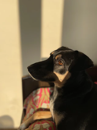 A warm, elegant canvas print of a beloved dog sitting peacefully in a sunlit room.