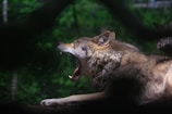 A wolf lies on the ground with its mouth open wide, possibly yawning or howling, in a dense forest setting. The soft, textured fur and sharp teeth are captured with a natural light accentuating its features against a blurred green background.