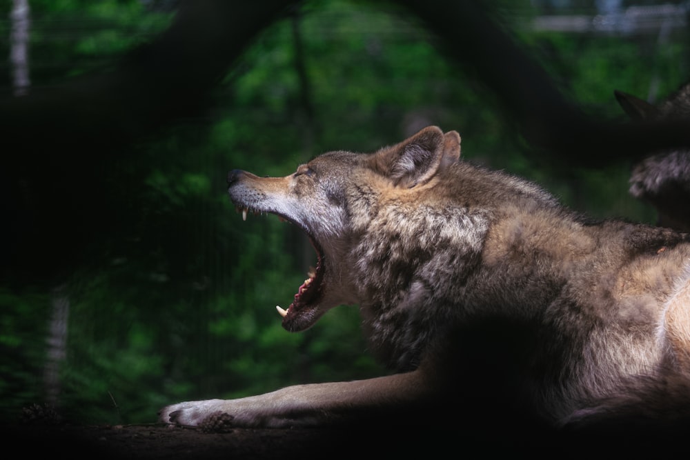 ein Wolf mit offenem Maul und weit geöffnetem Maul