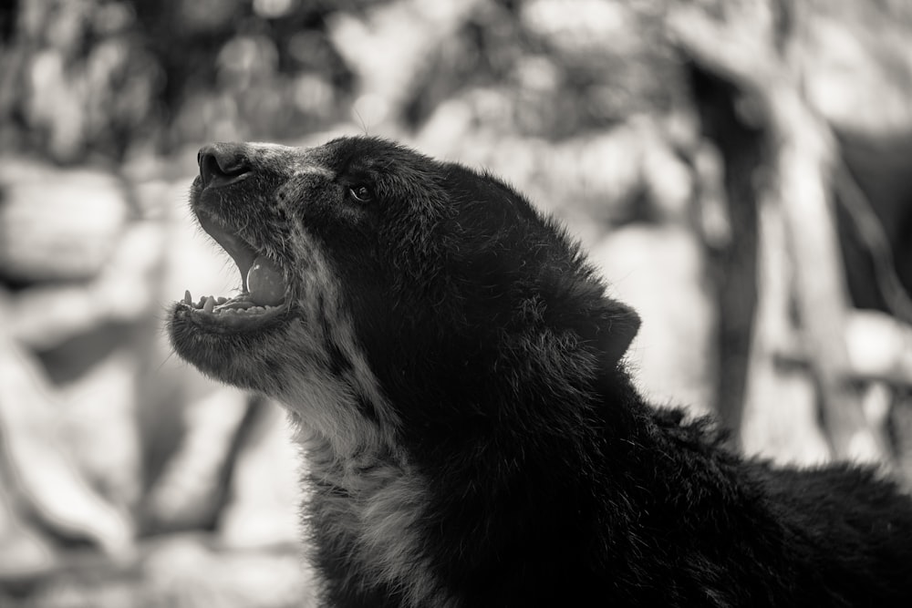 a black and white photo of a dog yawning