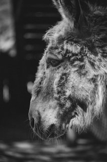 A minimalist donkey avatar rendered in monochrome with subtle shading