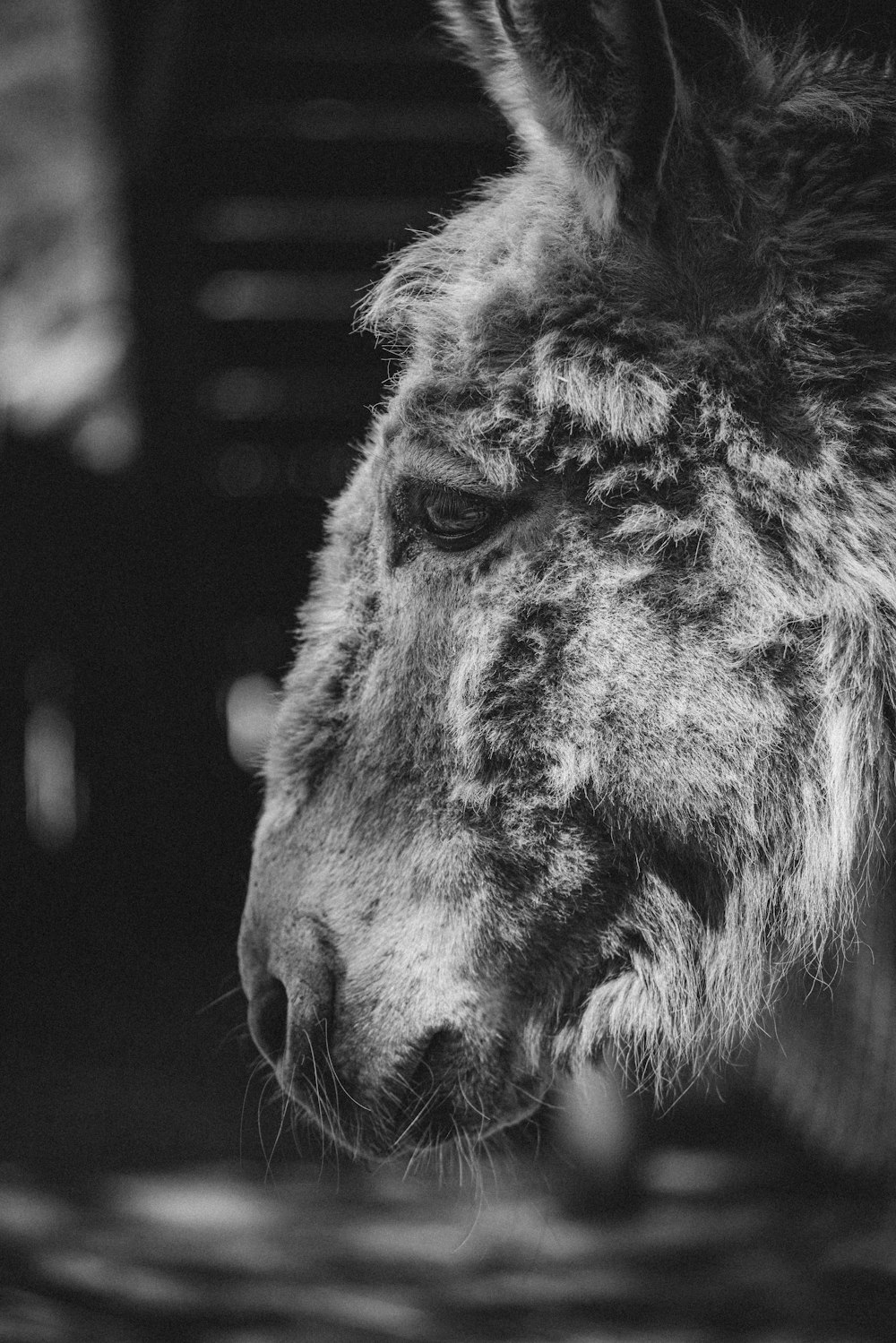 a black and white photo of a hyena