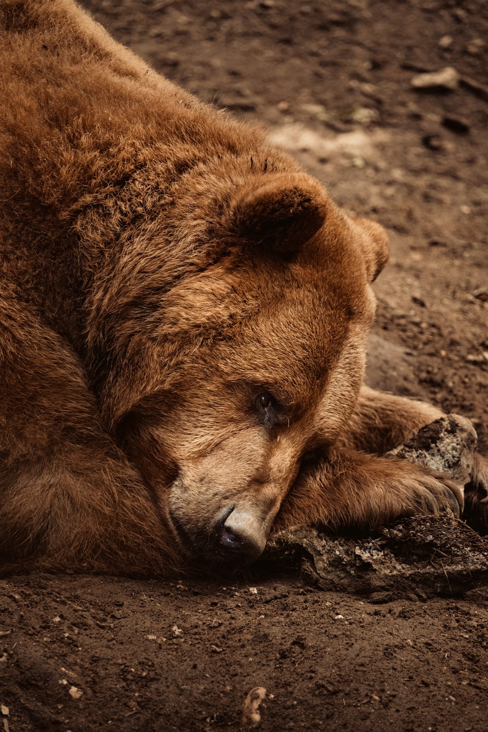 a large brown bear laying on top of a dirt field