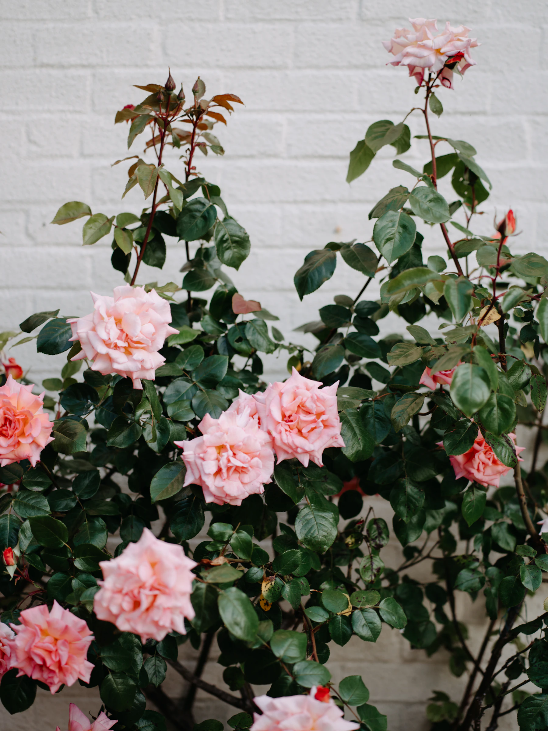 A rose bush covered in full pink blooms and dark glossy leaves against a white painted brick wall