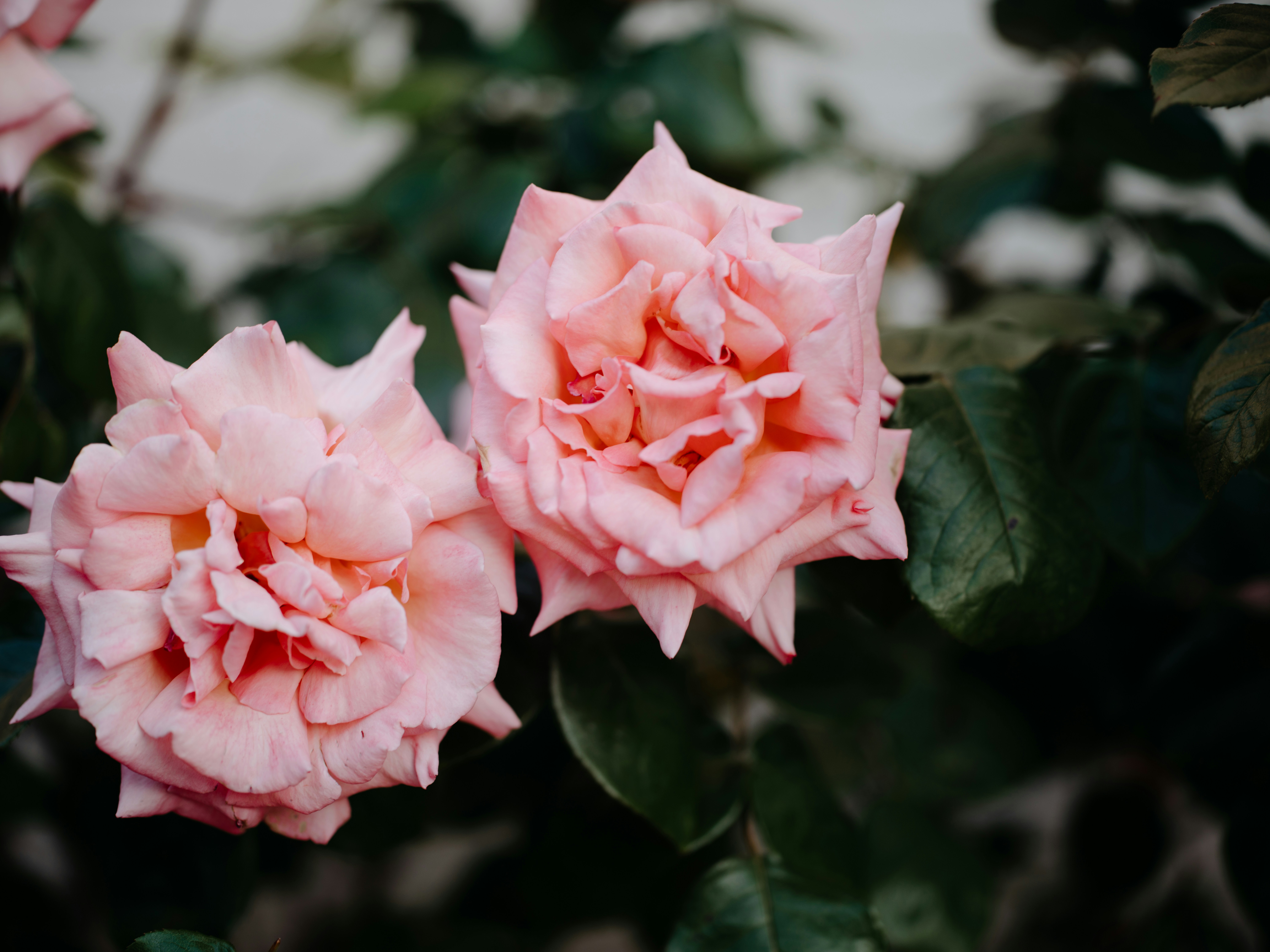 Photo by anniespratt