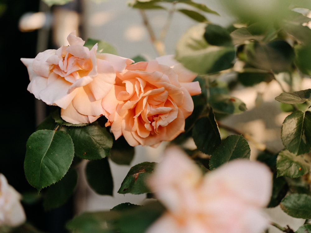 a close up of a pink rose with green leaves