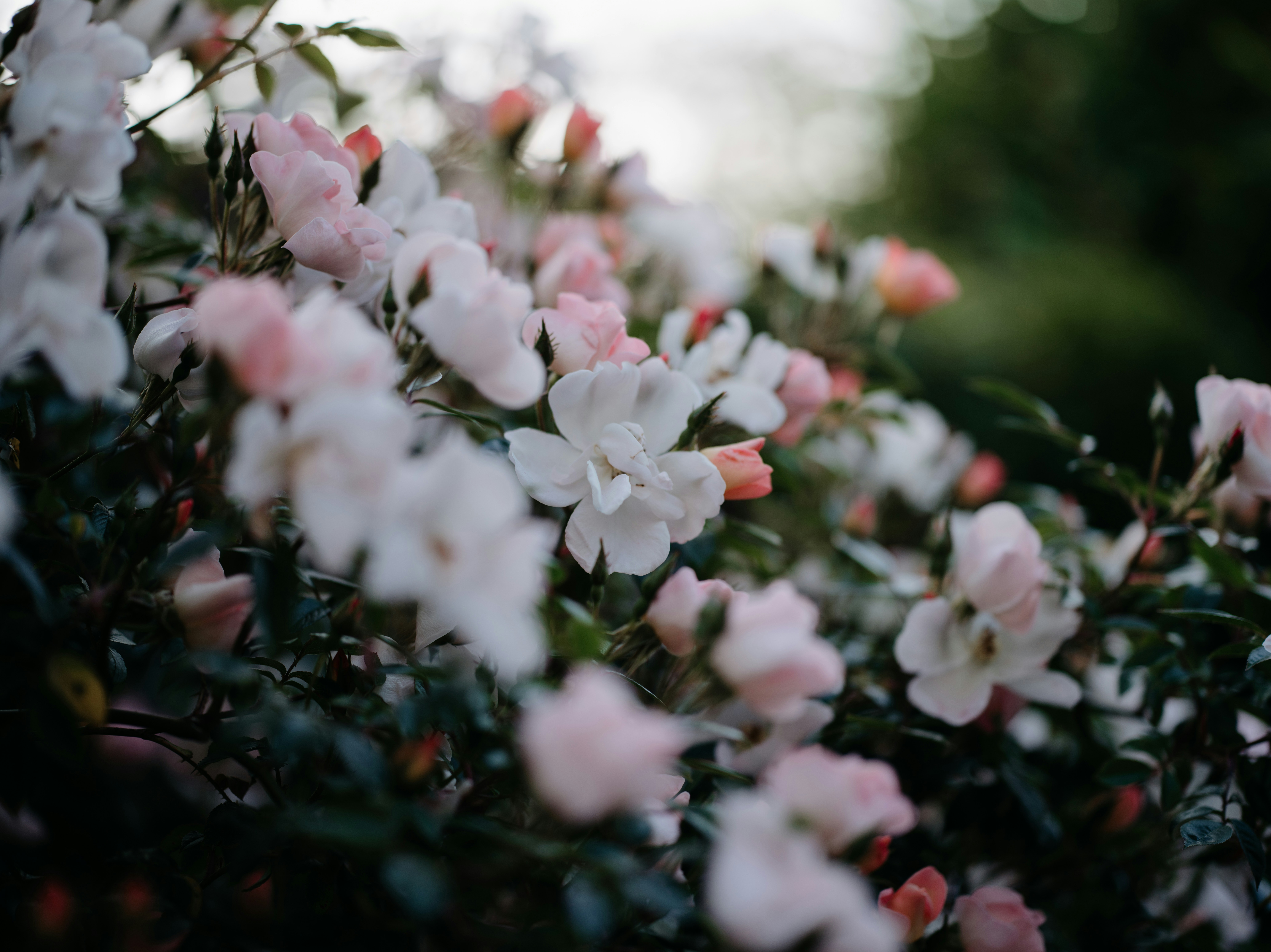 Photo by anniespratt