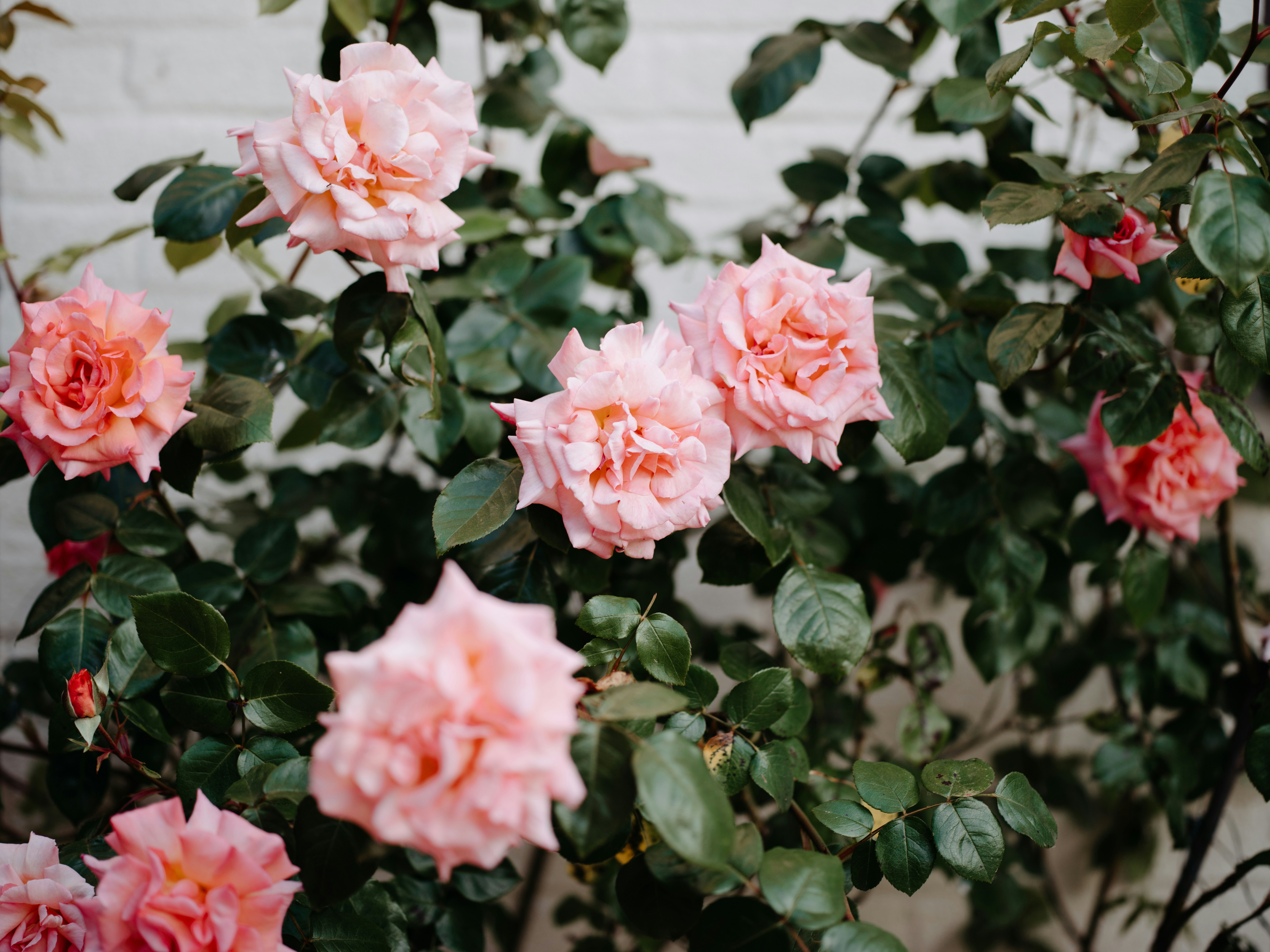 Photo by anniespratt