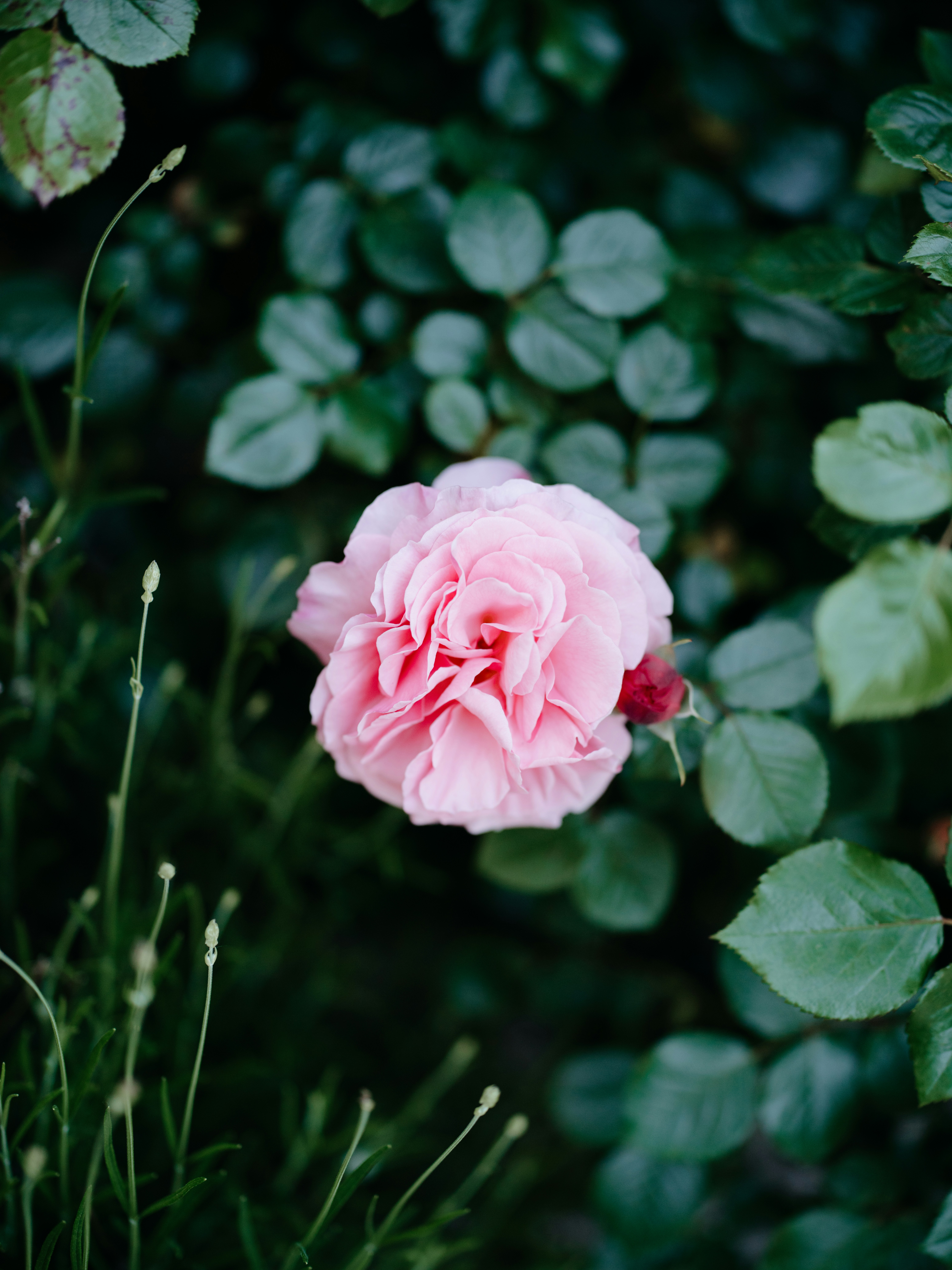 Photo by anniespratt