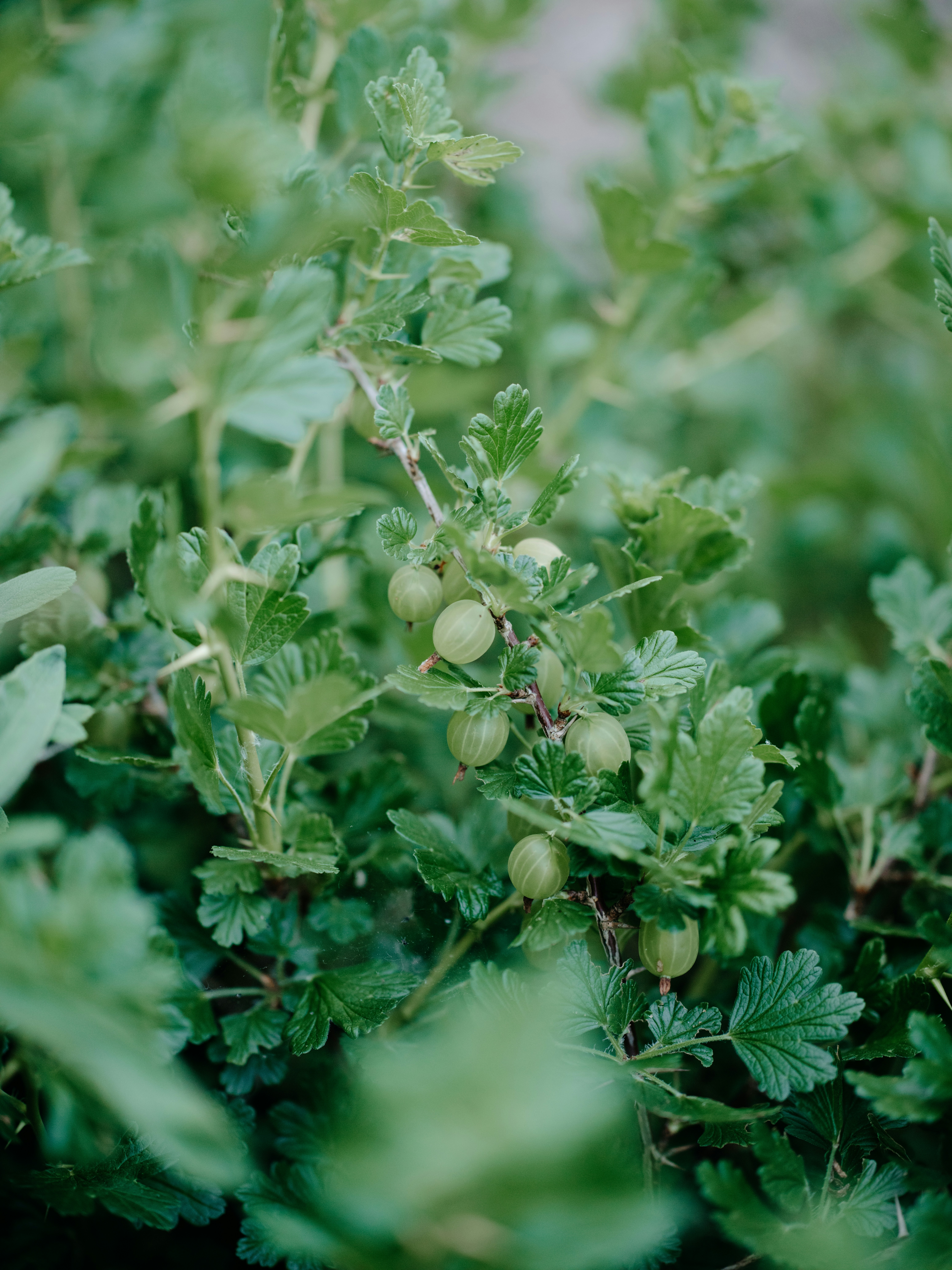 Un primer plano de un arbusto con hojas verdes