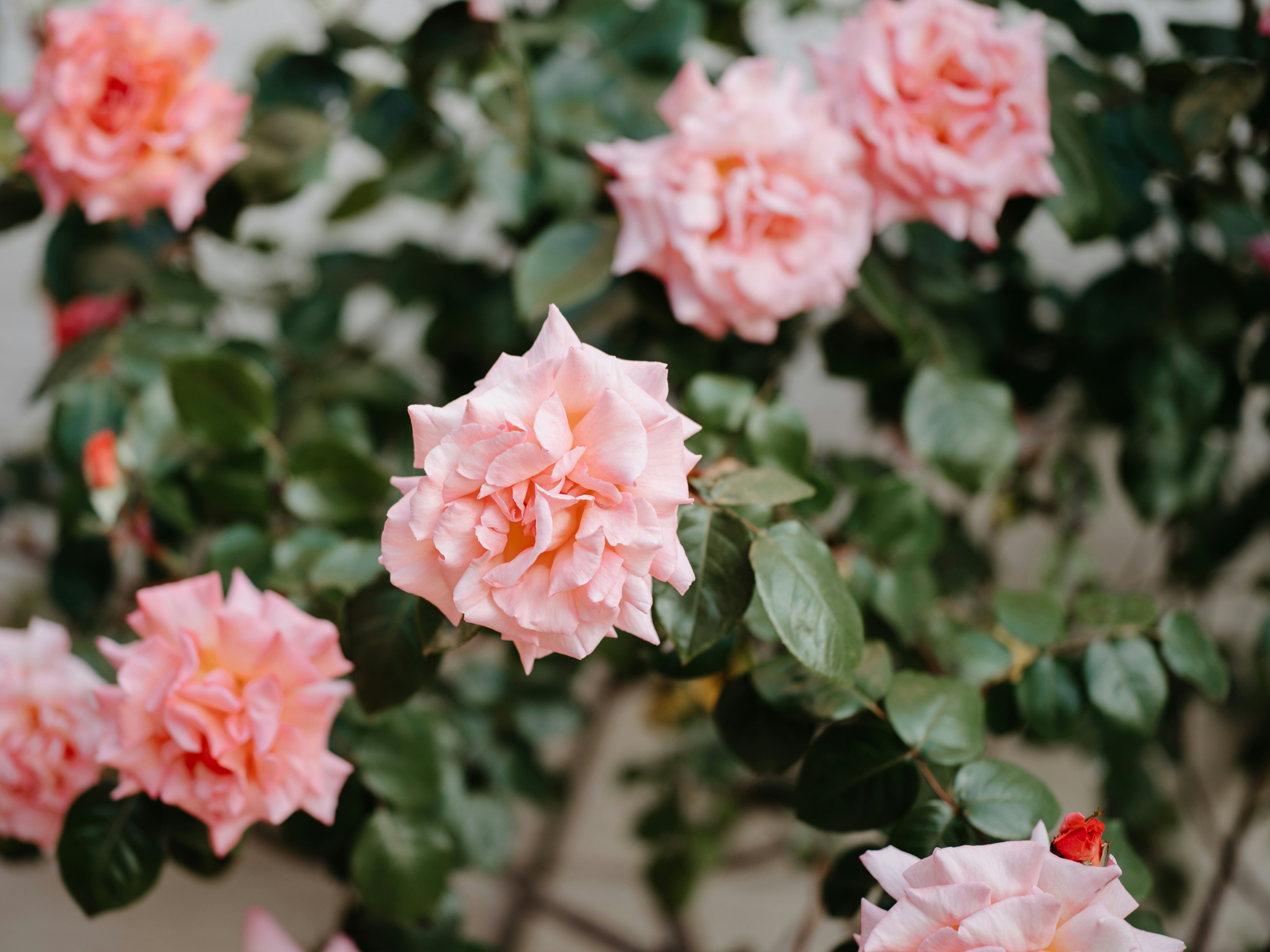 Photo by anniespratt