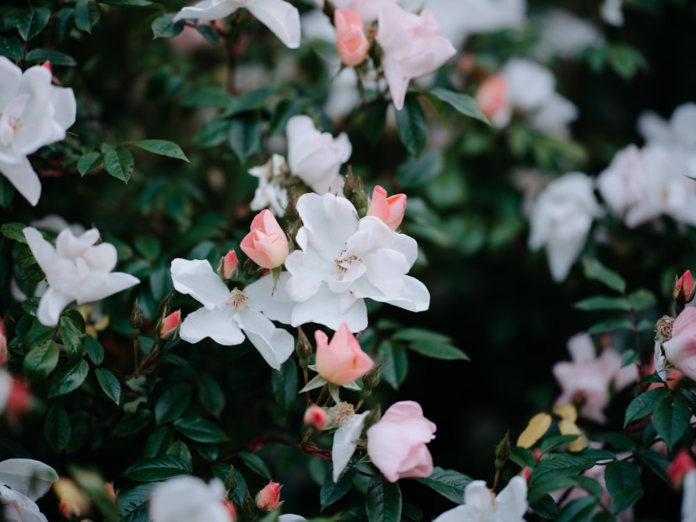 a bunch of white and pink flowers on a bush