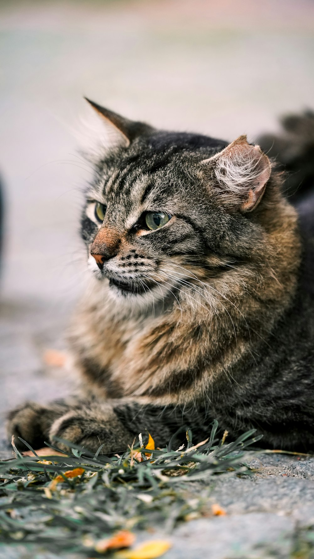 a cat laying on the ground looking at something