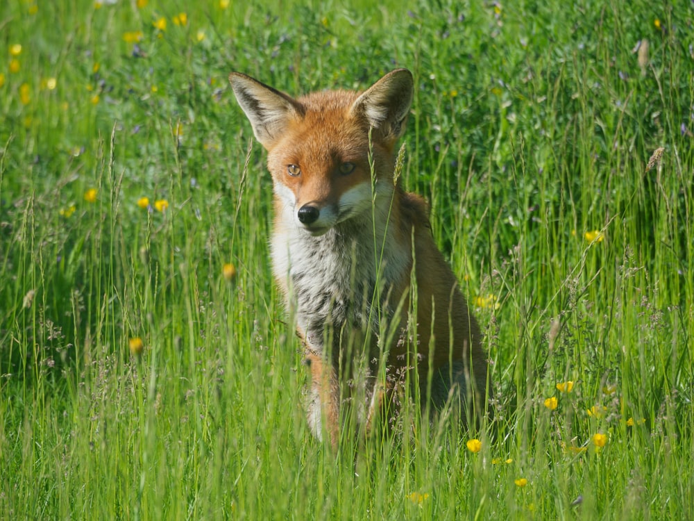 a fox is standing in a field of tall grass