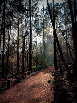 A serene forest path is surrounded by tall trees with sunlight streaming through the foliage, casting dappled shadows on the ground. Fallen leaves and tree stumps line the earthy trail, creating a peaceful, natural atmosphere.