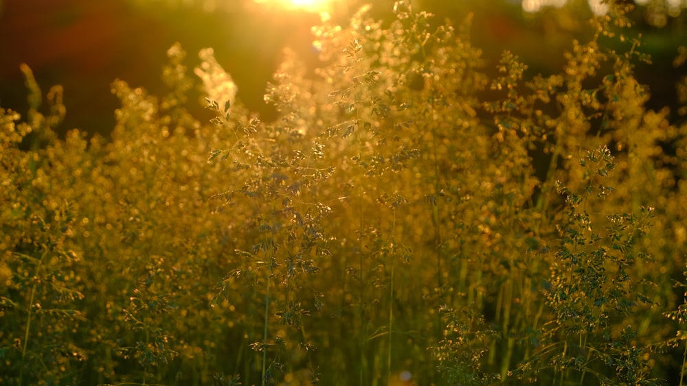 a field of tall grass with the sun in the background