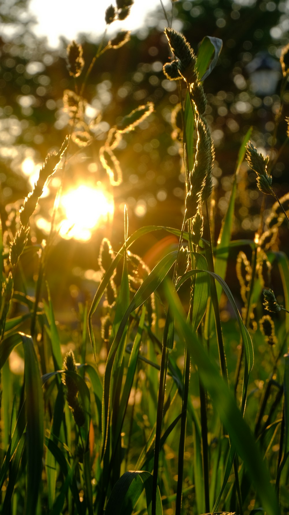 the sun is shining through the grass in the field