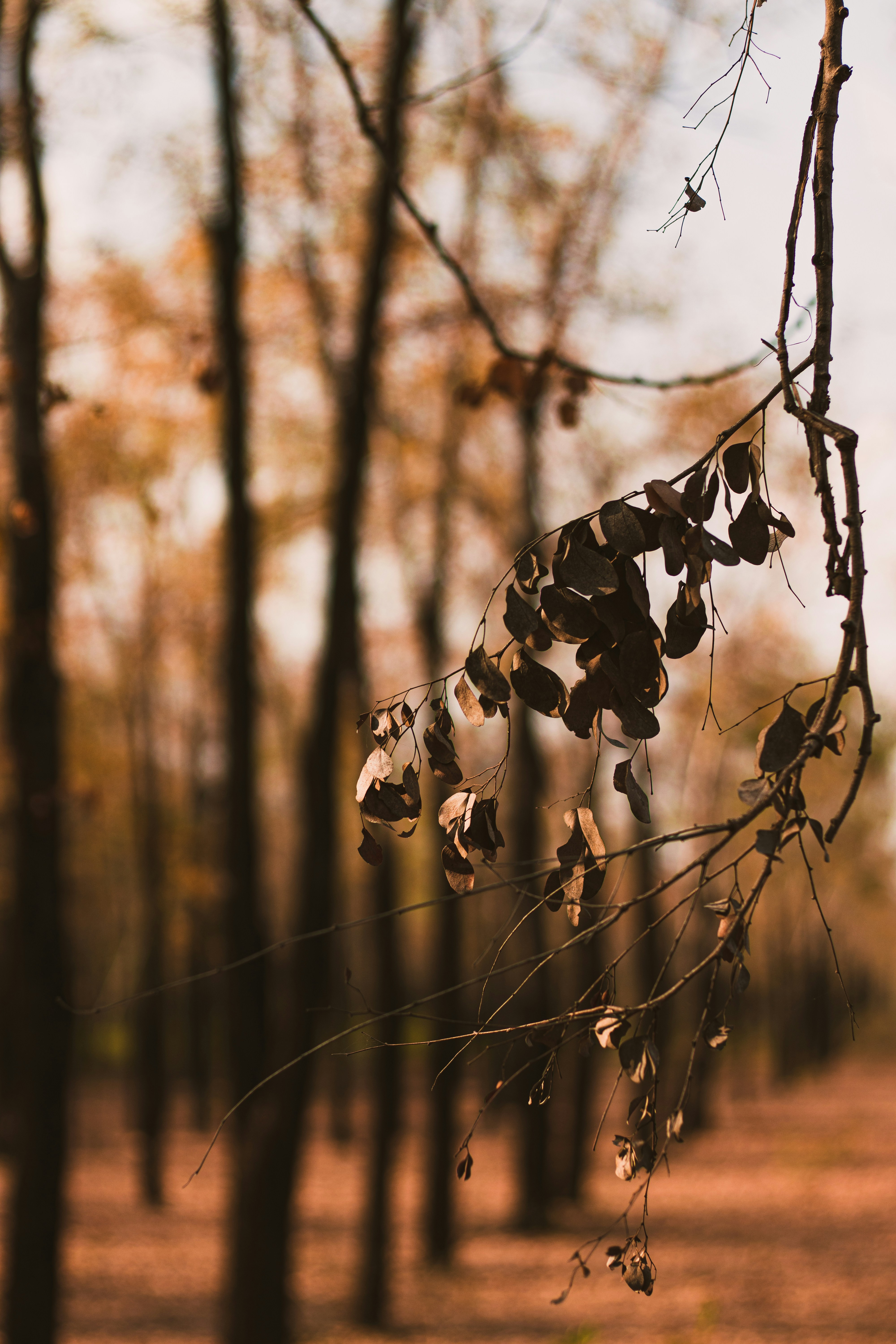 Photo by dhilipantony