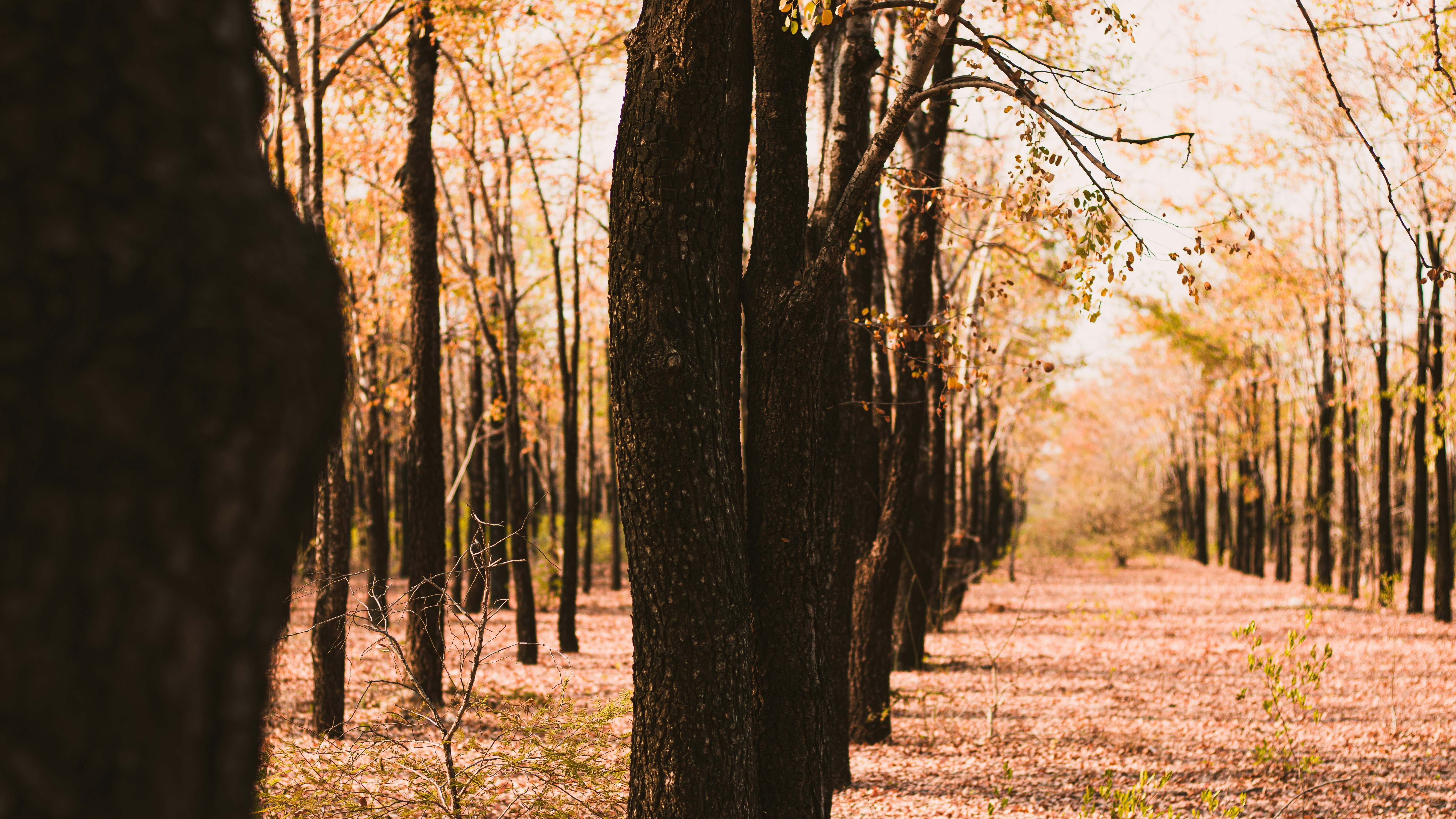 Photo by dhilipantony