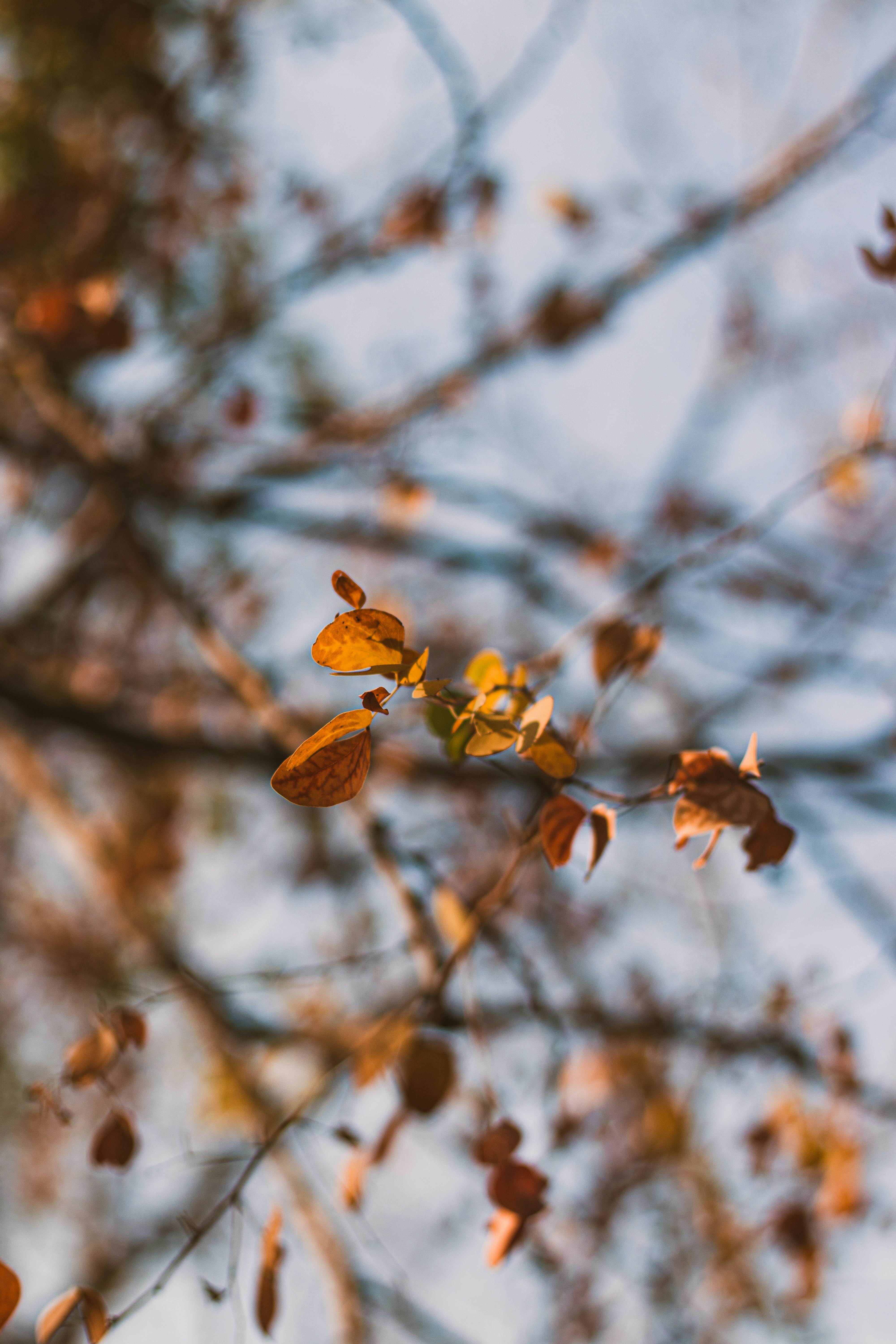 Photo by dhilipantony