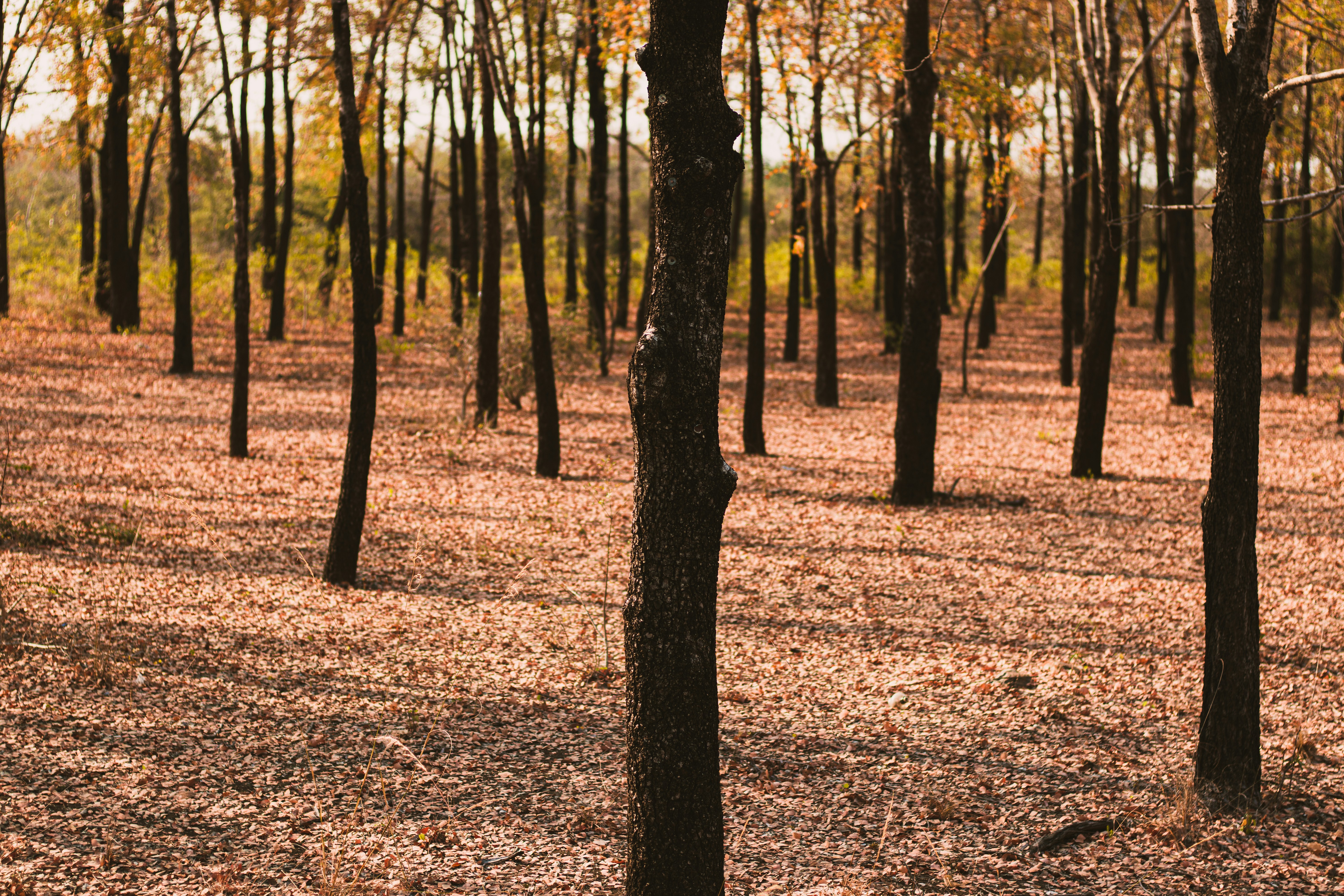 Photo by dhilipantony