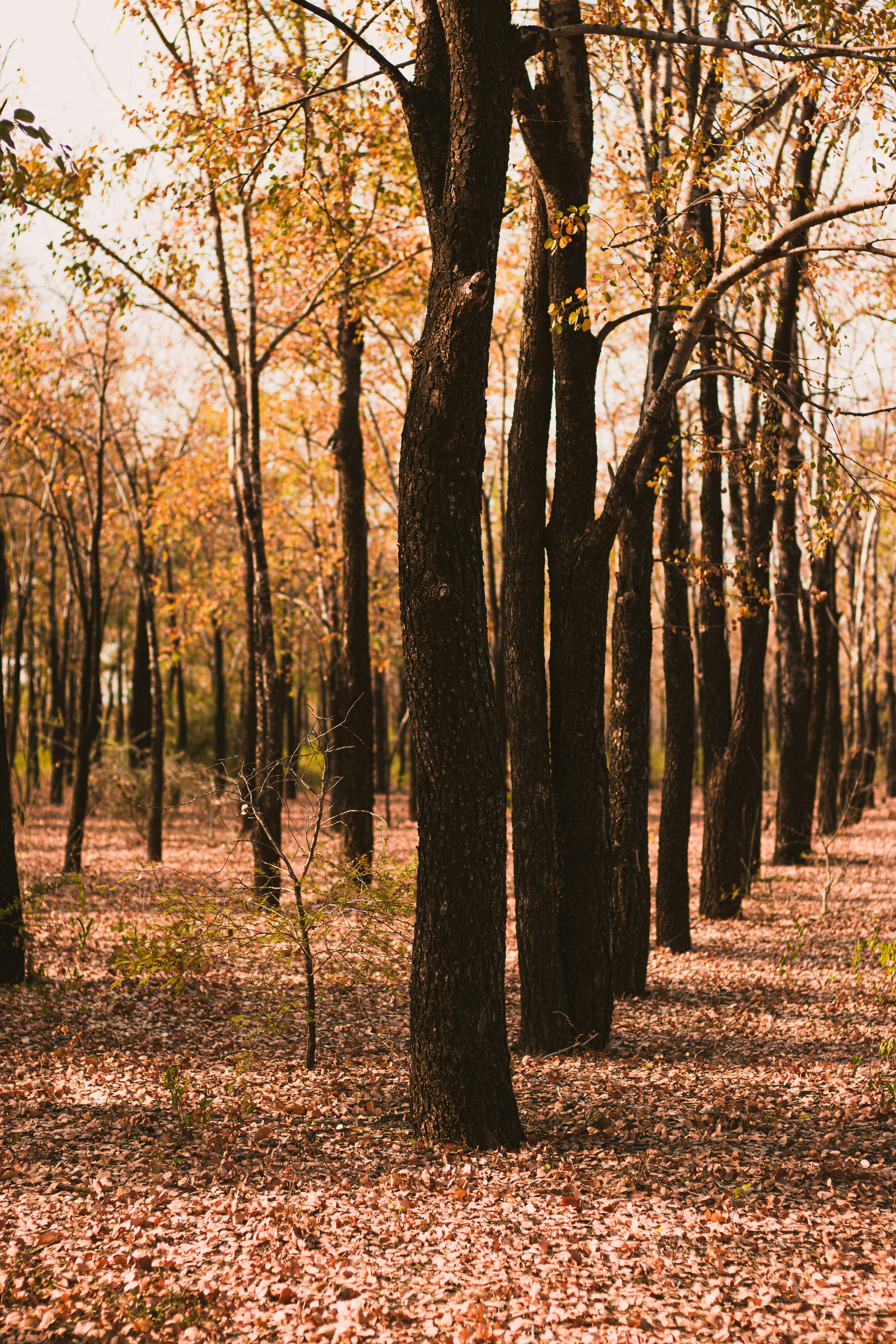 Photo by dhilipantony