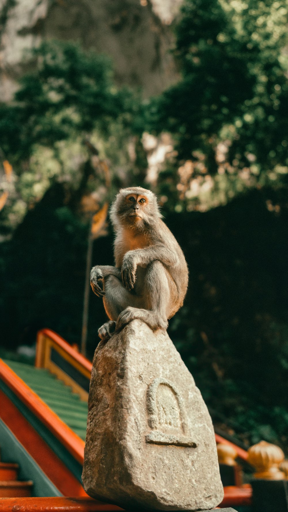 a monkey sitting on top of a rock