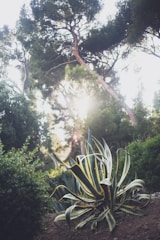 A vibrant garden terrace in Castilblanco de los Arroyos featuring agave attenuata and yucca plants under warm sunlight.
