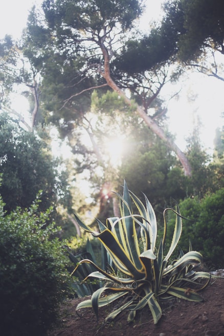 A lush garden setting featuring a large agave plant with long, pointed leaves. Sunlight filters through the tall trees in the background, casting soft light and shadows on the foliage. The overall scene is tranquil and natural, showcasing a variety of green tones in the vegetation.