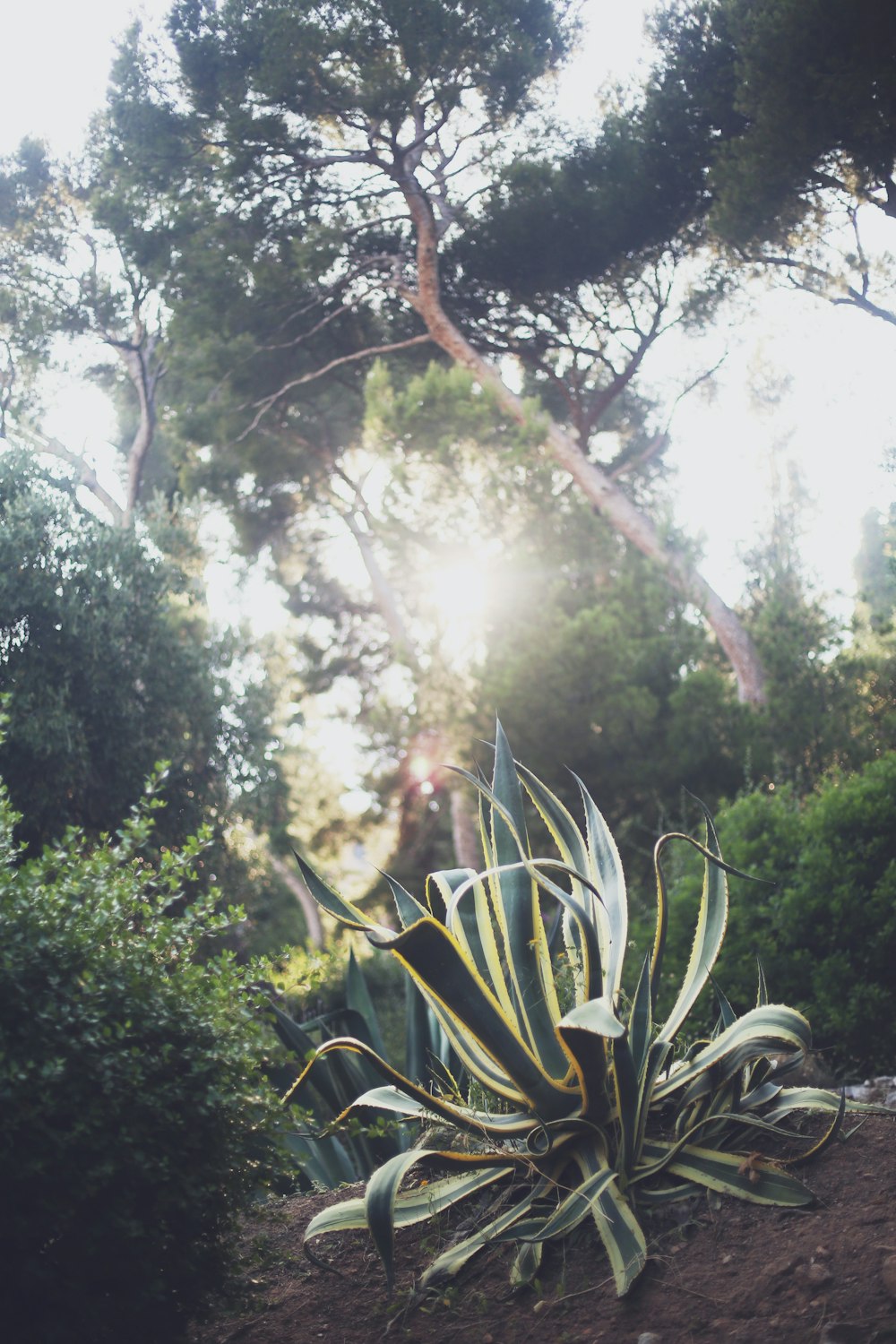 a large plant sitting on top of a dirt hill