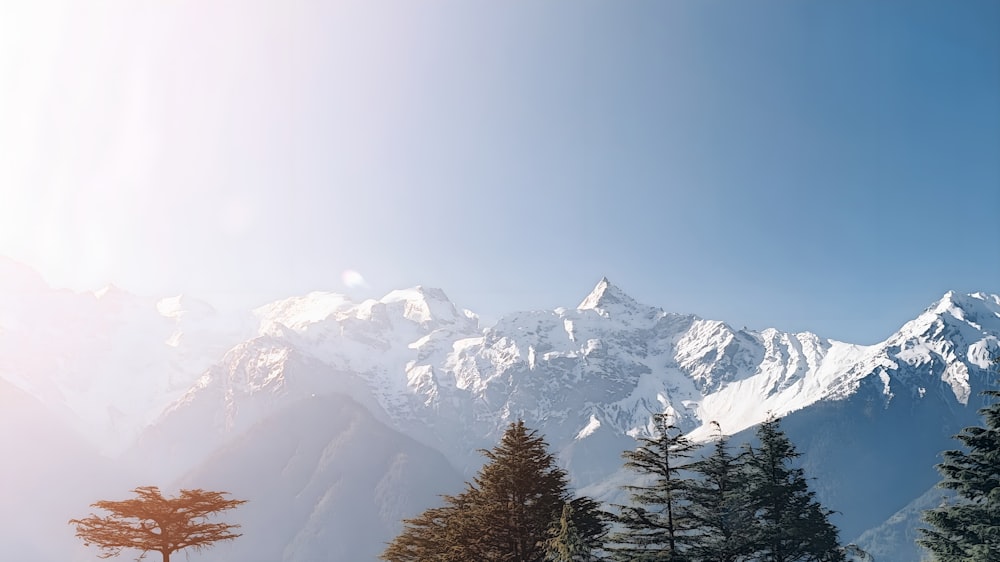 a view of a mountain range with trees in the foreground