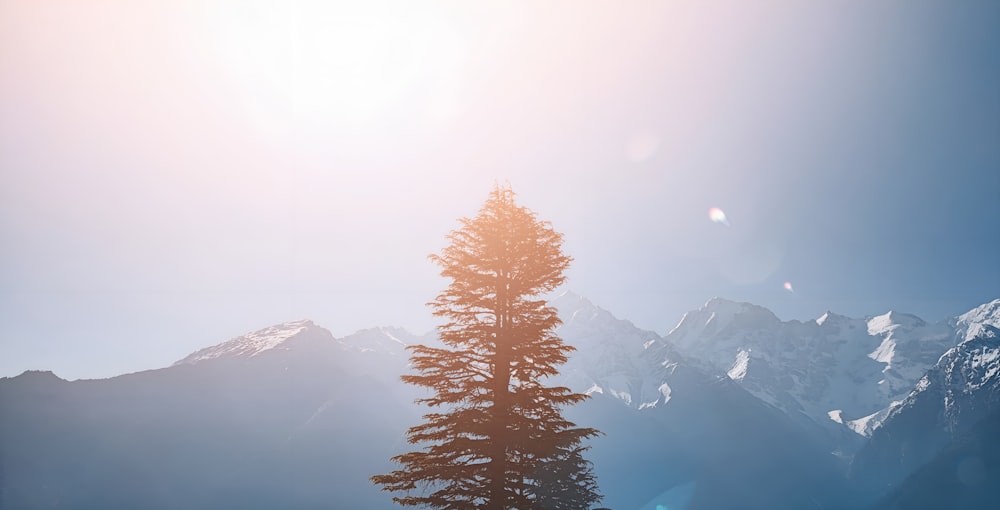 a lone pine tree in front of a mountain range
