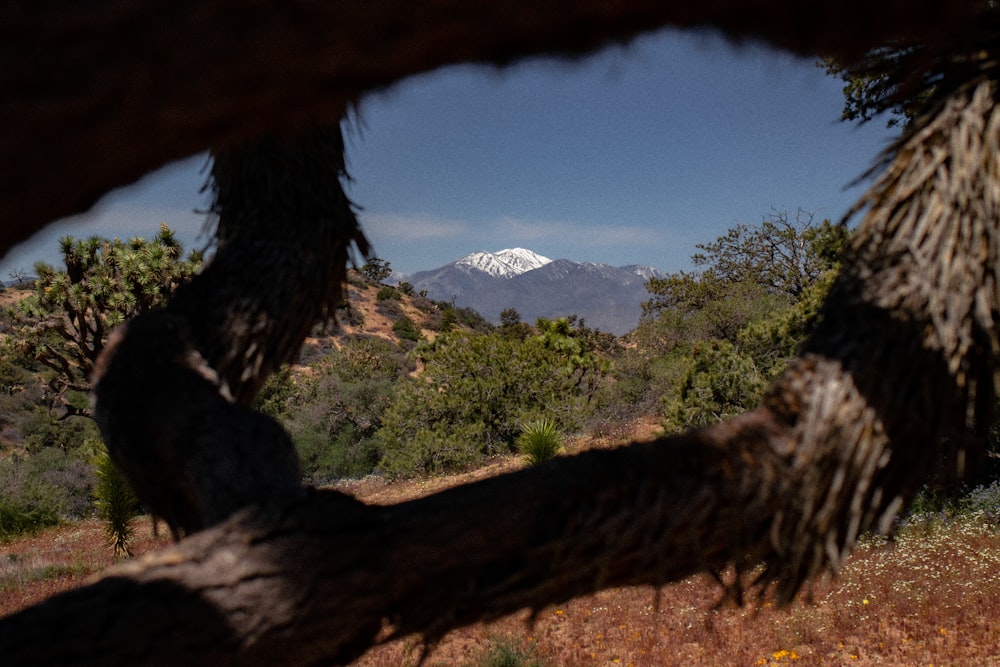 a view of a mountain through a hole in a tree