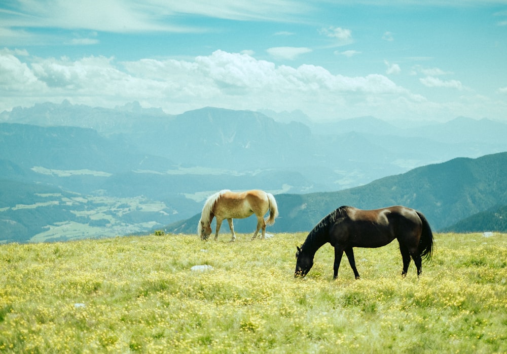 two horses are grazing in a grassy field