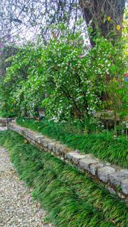 A cozy garden corner with flowering shrubs and a small stone path.