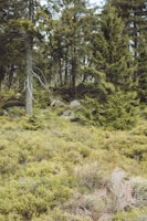 A lush forest landscape featuring dense evergreen trees, with a foreground of green undergrowth and sparse dry branches. The scene is peaceful and suggests a natural, untouched environment.