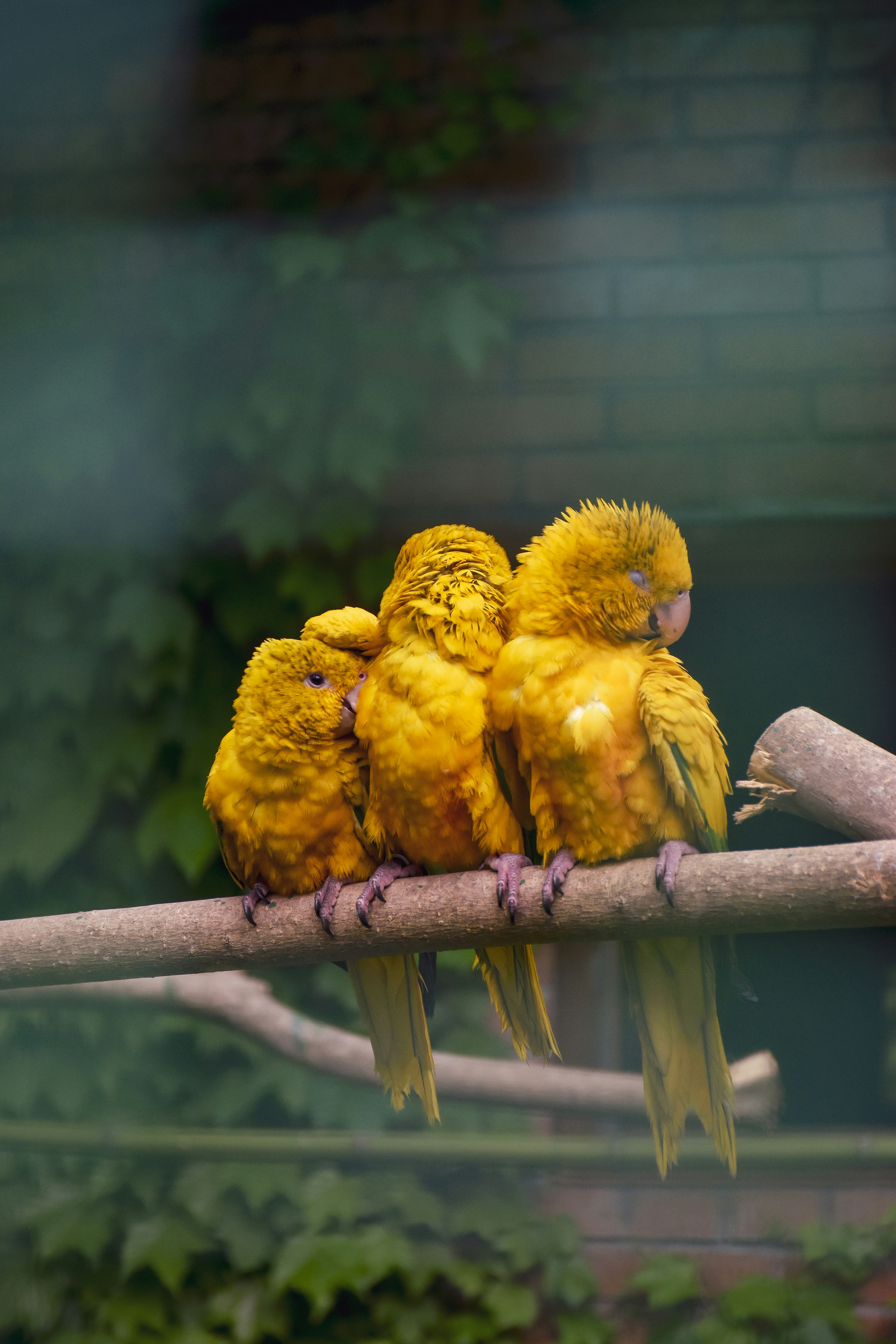 a group of yellow birds sitting on top of a tree branch