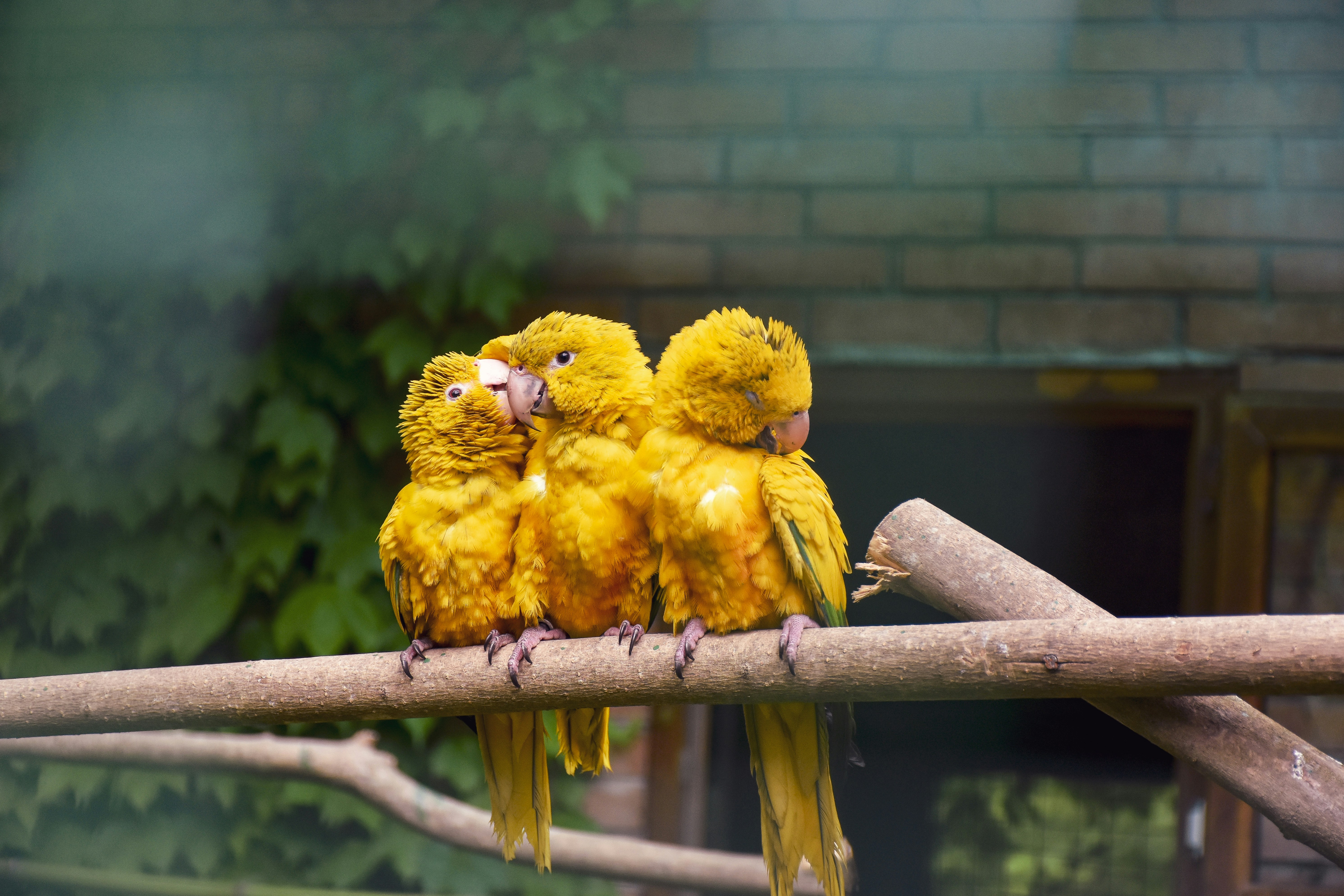 a couple of yellow birds sitting on top of a tree branch