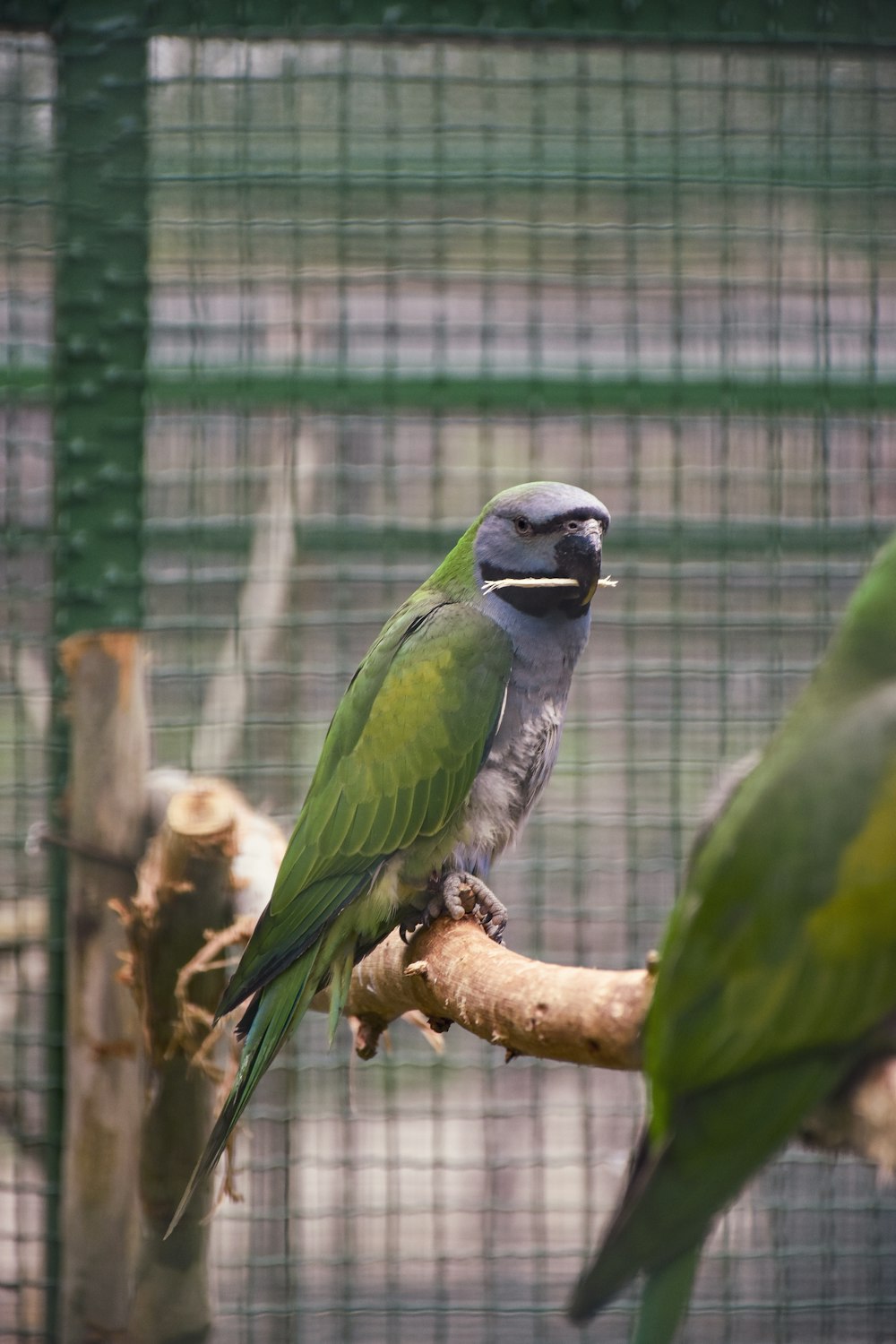 a couple of green birds sitting on top of a tree branch