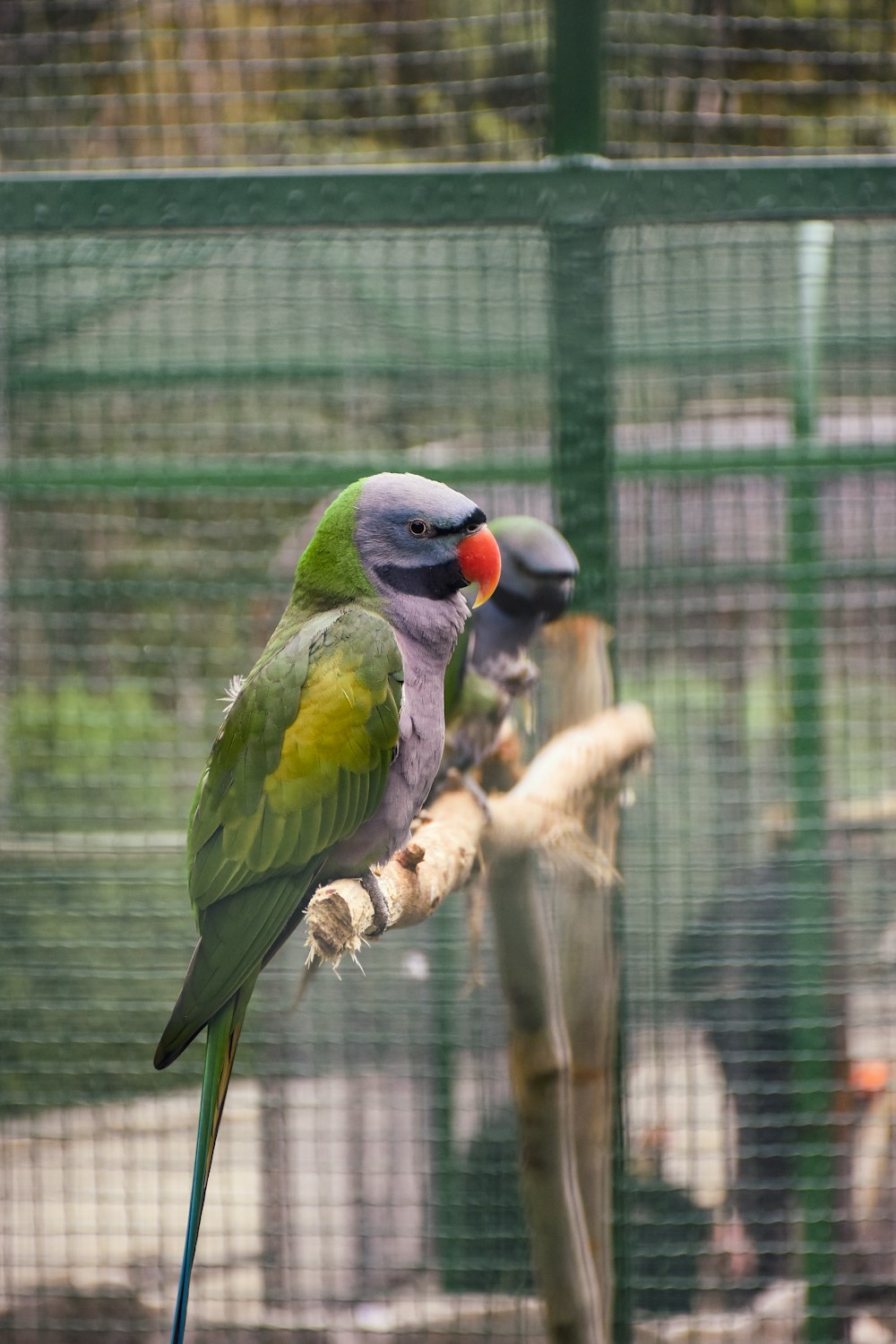 a couple of birds sitting on top of a tree branch