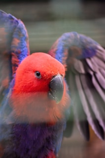 A vibrant parrot with red feathers on its head and upper body, and purple feathers on its lower body and wings. The parrot has a prominent black beak and its wings are partially spread.
