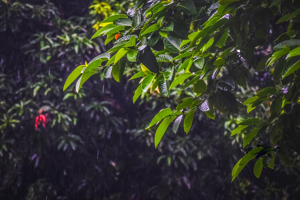 a tree with red flowers in the rain