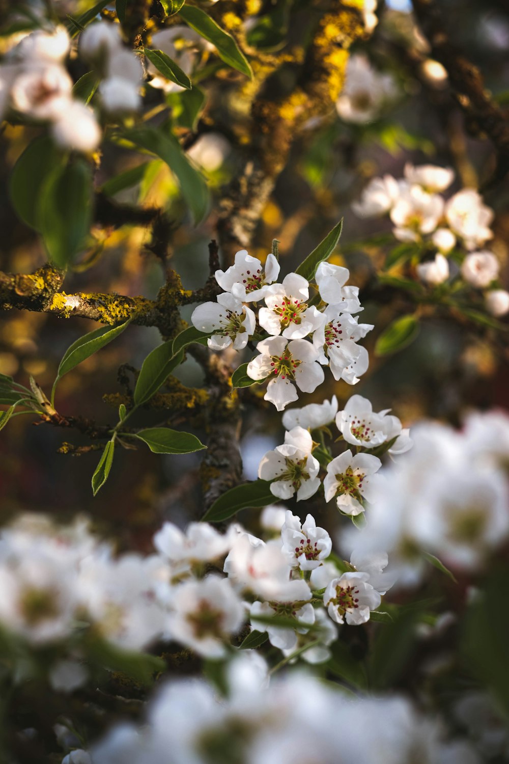 a bunch of white flowers that are on a tree