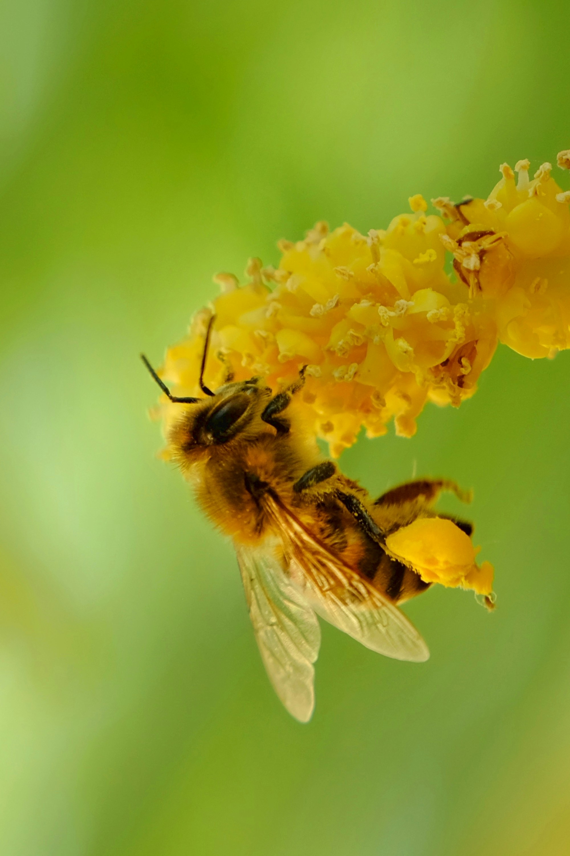 a close up of a bee on a yellow flower