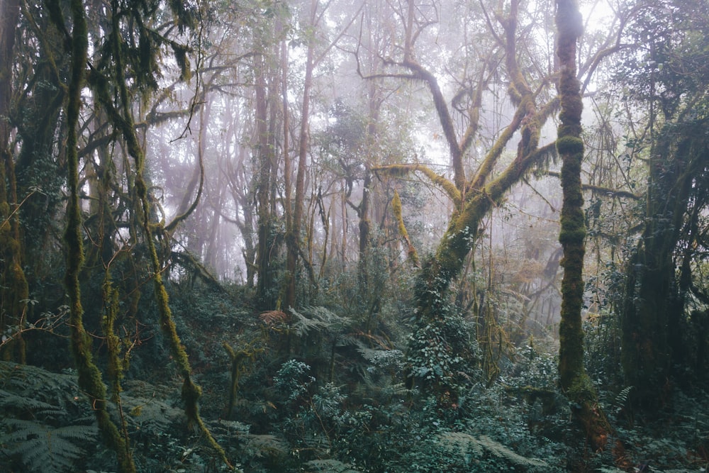 a forest filled with lots of green trees